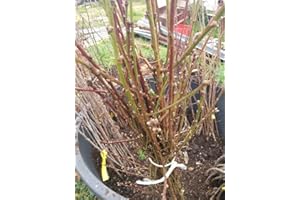 VIVAIO SANTABERNADETTA Mela Ruggine Piemonte Pianta a radice nuda Varietà Mela Ruggine Piemonte - 1 Pianta