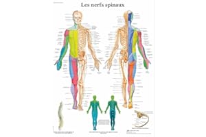 3B Scientific Modèle Anatomique Nerfs Spinaux