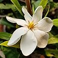 NavaUrja Gardenia Vietnamensis, Hardy Gardenia, Highly Fragrant Flower Shrub Plant