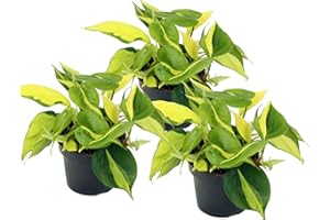UNSERE-GAERTNEREI-MUELLER Efeutute, Scindapsus, (Epipremnum aureum) Sorte: Brasil, gelb-grünes-buntes Blattwerk, rankend, Ampelpflanze, luftreinigend (3er Set je im 12cm Topf)