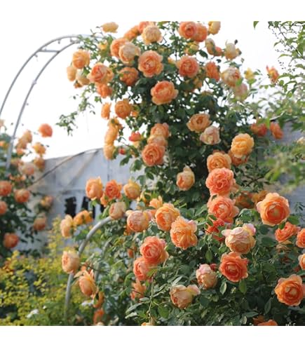 Semi Di Rose Rampicanti Profumate E Resistenti – 85 Pezzi Biologici Per Decorare Giardino E Aiuola Rialzata