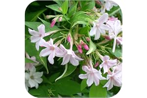 GROWTANICAL Jasmine Stephanese (Jasminum) Plug Plant by Plug Plants Express Limited