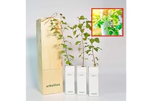 FINCA CASAREJO Betulla bianca - corteccia bianca argentata - giovane germoglio di 30 cm ricevuto in scatola di legno riutilizzabile | 3 unità