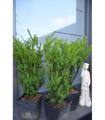 Pyramiden Eibe Taxus media Hillii 40-50 cm hoch dichtbuschig im 3 Liter  Pflanzcontainer : Amazon.de: Garten