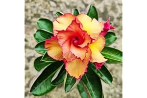 FKGNQS WüStenrosenknolle-Winterhart MehrjäHrig,Wüstenrose Pflanze Im Topf,Wüstenrose Rhizome,WüStenrose Pflanze,Adenium Obesum Pflanze,WüStenrose Kaufen,Bonsai-Pflanzen-1knolle-e