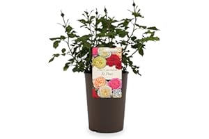 GREENBROKERS Beautiful Peach Orange Gift Rose - " For Your Loved One at Peace" - Gift Wrap Included | Modern Garden Hybrid Bush Rose - 3L Potted Floral Flowers