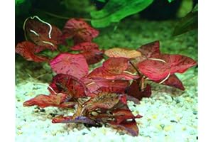 K2AQUA Red Tiger Lotus Bulb - Nymphaea Live Aquarium Plant Tropical Lily Fry Betta Water