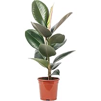 monstera adansonii krankheiten Monstera adansonii (Monkey leaf) (S) kaufen