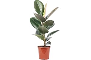 FLOWERBOX Gummibaum - pflegeleichte Zimmerpflanze, Ficus elastica 'Robusta' - Höhe ca. 50 cm, Topf-Ø 17 cm