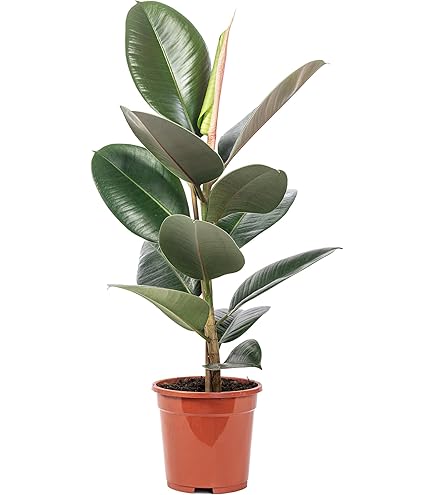 monstera archipelago Monstera Adansonii Giant Albo/Mint Variegated Plant