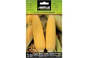 SEMILLAS BATLLE Semences horticoles de Batlle - Maïs doux Golden Bantam (10g), doré