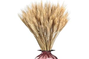 CGACCSD 100 Pezzi Fiori Secchi Decorativi, Spighe Di Grano Vere Essiccate, Spighe Di Grano Decorative, Decorazioni Per La Casa O Per Feste Caminos, Casa, Chiesa, 55cm
