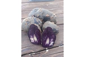 Patch Seed - Freshly Dug Purple Irish Potatoes 5kg. Unwashed Ready To Eat Fresh Harvest. Floury & Full Of Flavour. Ideal Taste Great For Being Boiled, Steamed, Baked Or Roasted. Grown In Ireland