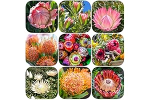 WJKWY-Q protea seeds protea cynaroides samen,Königsprotea sugarbushes,Seltene Pflanzen serie,blumenmischung garten geschenke für männer blumensamen mehrjährig winterhart bonsai zimmerpflanzen 400 Stück