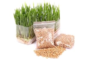 ZHOUBAA Semi per il giardinaggio, 400 pezzi/sacco di gatti erba sementi mangiare gattini piante da giardino antiossidanti animali domestici alimenti salutari