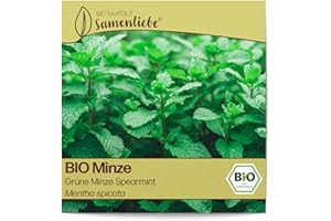 Samenliebe BIO Minze Samen alte Sorte Grüne Minze Spearmint 1000 Samen samenfestes Kräuter Saatgut für Garten Freiland und Balkon BIO Kräutersamen mehrjährig und winterhart