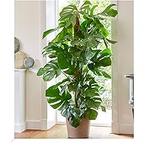How To Grow A Rubber Plant Outside at Ben Poulson blog