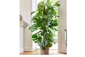 BALDUR Garten Monstera - Fensterblatt ca. 60-70 cm hoch, 1 Pflanze, Luftreinigende Zimmerpflanze Pflegeleichte Zimmerpflanze auch für dunklere Standorte, mehrjährig - frostfrei halten