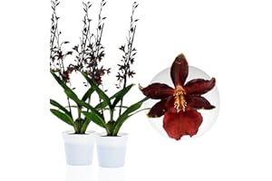 DUTCH BULBS EXCLUSIVE PLANTS FROM HOLLAND Orquídeas Densdrobium Black Cat reales. 2 grandes plantas de interior de Holanda. De 30 a 40 cm de altura, con flores y fragantes.