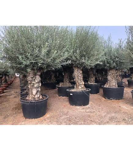 Pflanzenfuchs Weymouth Kiefer - Formgehlz Formschnitt - Pinus strobus -  Gesamthhe 100-125 cm - Topf 20 Ltr - Multiplateau : Amazon.de: Garten