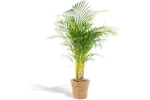 HELLO PLANTS Kwekerij VDA Plant - Areca Palm, Goudpalm, Palm - 120cm Hoog, ø21cm potmaat - Grote Kamerplant,Tropische Palm - Vers Van de Kwekerij, Luchtzuiverend