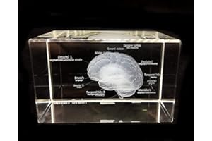 UIGJIOG YYSDH 3D Cerveau Humain Modèle Anatomique, Paperweight (gravé au Laser) en Science Verre Cristal Cube Cadeau (Pas de Base LED Inclus) (3.1X2x2 Pouces)