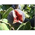 Fig Tree FICUS CARICA 'Babits' red-Brown fruited Variety, Very Cold Tolerant, Architectural Plant and Tasty Fruit Grow Your OWN FIG Mediterranean Fruit - 15-20cm Tall Starter Plant in a 9cm Pot