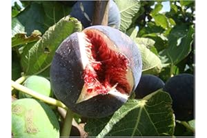 TREE ONLINE NURSERY Fig Tree FICUS CARICA 'Babits' red-Brown fruited Variety, Very Cold Tolerant, Architectural Plant and Tasty Fruit Grow Your OWN FIG Mediterranean Fruit - 15-20cm Tall Starter Plant in a 9cm Pot