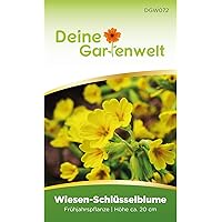 Wiesen-Schlüsselblume Samen | Schlüsselblumensamen | Primula veris Blumensamen | Wiesen-Primel