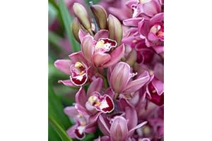 ALASINES Cymbidium Orchidea Bulbi, Fiore ornamentale, Purificazione dell'aria, Resistenza al freddo, Fragranza floreale,Lungo periodo di fioritura,Berenne-3 Bulbi,J