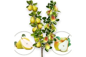 EUROPA GREEN Árbol frutal - Peral dúo - Williams/Santa Maria - Adecuado para balcones, terrazas y jardines pequeños - Adecuado para macetas y tierra