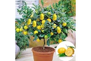 Benoon Semillas De árbol De Limón, 10 Piezas/Bolsa Semillas De árbol De Limón Semillas De Fruta De Limón Livianas No Transgénicas Para Jardín Semillas de limonero