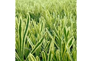 Lavender 'Platinum Blonde'. XL Plug Plant x 3. Variegated Foliage English Lavender. Ideal for herb Gardens. Available from Bedwen Plants