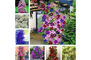 kiskick 100 Unids Clematis Semillas de Vid trepadora Planta de Flores Decoración de Adornos de Oficina en el hogar Semillas de Alto Rendimiento para Cultivo Color Mixto