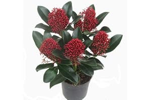 HARRO'S PFLANZENWELT Skimmia japonica Rubella - japanische Blütenskimmie - winterharter, wintergrüner, blühender Strauch 10 cm Topf als Kübelpflanze - für Balkon, Terrasse, Garten, klein bleibend