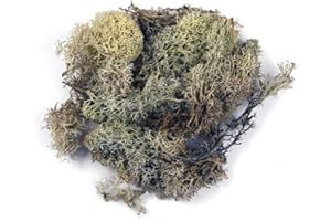 Rayher Mousse d'Islande Naturelle p. déco de noël, pâques 100 g Nature, 8503231