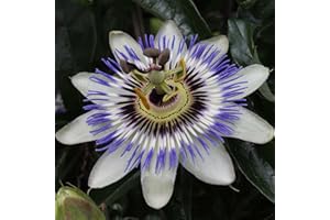 Bloomique - 2er-Set - Passiflora Caerulea - Passionsblume - Blau, Weiß - Kletterpflanzen - Gartenpflanzen - Winterhart - 50-70 cm Hoch - Topf 15 cm