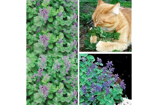 Générique 50 Pcs Cataire Graines Nepeta Cataria Graines Cataire Catmint Jardin Herbe Plante Bonsaï Chats Collations Graine de cataire 95