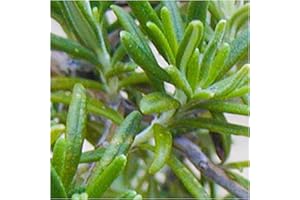SOUTH EASTERN HORTICULTURAL Pack X6 Rosemary 'Officinalis' Garden Herb Garden Plug Plants