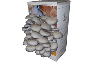 Blue Oyster Mushroom Growing Kit | Gardening Gifts - Ready to Grow Mushrooms Kit | Fun to Grow & Delicious to Eat |Blue Oyster Grow Kit | Grow Your Own Kits - Mushroom Gifts | Foragers Table