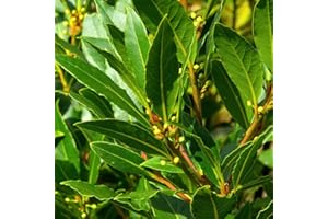 Thompson & Morgan Hardy Bay Tree Laurus Nobilis Standard Evergreen Foliage Aromatic Edible Leaves Attractive to Pollinators, Ideal for Patios & Containers (2 x 9cm Pot)