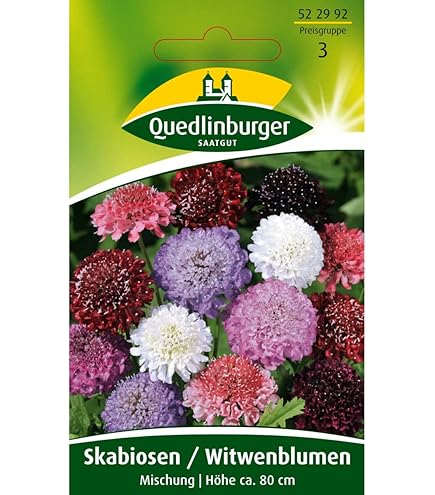 100 Stück Skabiose Samen - Mehrjährig & Winterhart, Scabiosa Atropurpurea