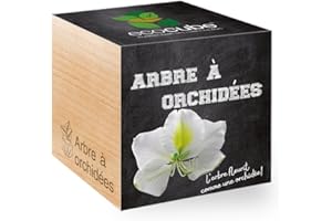 Feel Green Ecocube Arbre À Orchidées, L’Arbre Fleurit Comme Une Orchidée, Idée Cadeau (100% Ecologique), Grow-Your-Own/Kit Prêt-à-Pousser, Plantes Dans Des Cubes En Bois 7.5cm, Produit En Autriche