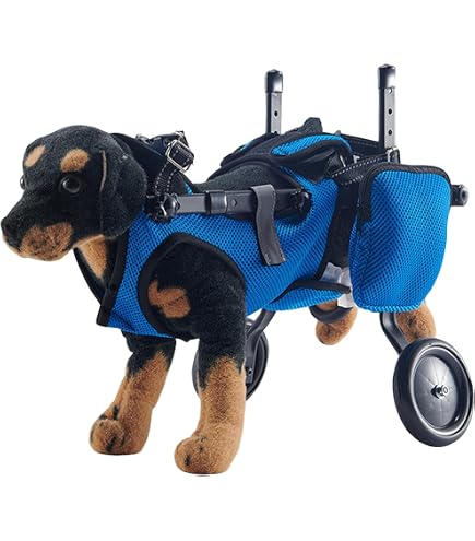 Sedia A Rotelle Posteriore Di Camminata Del Cane Delle Ruote Fotografia - 2