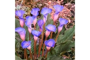 YGHESFDE Bulbos calas colores - Calas plantas naturales de colores - Bulbos calas gigantes - calas bulbos-2Bulbos-H