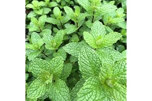 SCHONE Mint Seeds – Great Flavour All Year Round – Vigorous Perennial Herb – for Your Beautiful Kitchen Garden