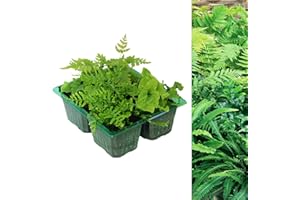 Carbeth Plants - 4 x Hardy Fern Plant Mix - Mixed Evergreen Outdoor Ferns - Shade Loving Plants Garden Ready - Ideal for Rockeries, Containers and Pots (1 Pack - 4 Plants)