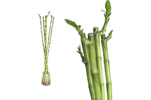 INTER FLOWERS 10x Lucky Bamboo Glücksbambus - 60cm GERADE - Straight in verschiedenen Groessen - Zimmerbambus Gluecksbambus Zimmer Deko Bam Boo dracaena sanderiana Zimmerpflanze