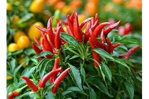 SEMISAUVAGE PERMACULTURE 25 Graines de Piments Oiseau - légumes jardins potager- semences paysannes reproductibles - SemiSauvage