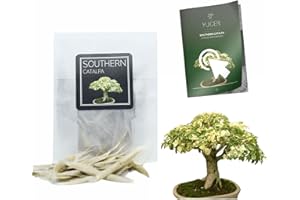 YUGEN BONSAI 30 Southern Catalpa Bonsai Seeds | Catalpa Bignonioides | Growing Guide | Grow Your Own Bonsai Tree | Bonsai Beginners and Enthusiasts